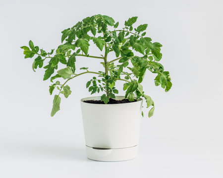 Tomato bush in a flower pot on a white background.. Cherry tomatoes grown at home. urban garden.の写真素材