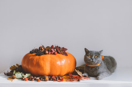 British cat with a pumpkin on a white background. Thanksgiving or autumn concept. Beautiful autumn decoration with a pumpkin, dry leaves, berries and a cute cat. copyspace.の写真素材
