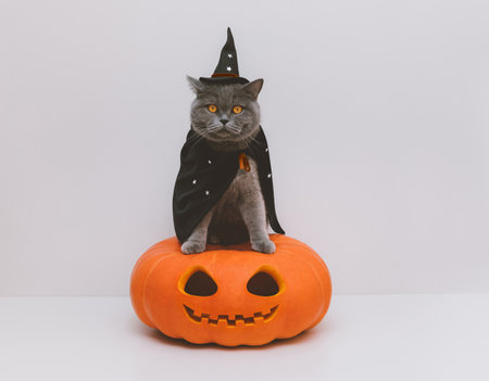 Halloween cat in a witch hat and mantle with stars on a white background. British cat in a wizard costume sitting on a large pumpkin. copyspace.の写真素材