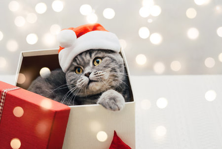 Scottish straight cat in Santa Claus hat peeking out of Christmas gift box. Cute cat sitting in gift box on the background of bokeh lights with copy space. Happy New Year.の写真素材
