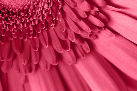 Color 2023 viva magenta gerbera close up. Trendy color viva magenta in the 2023 year. flower background.の写真素材