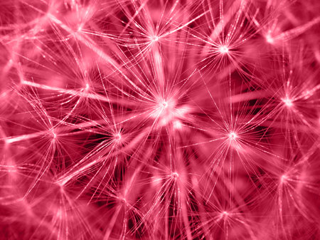 .Viva Magenta beautiful dandelion background. Fluffy dandelion seeds. Viva magenta color of the year...