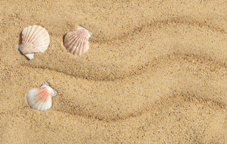 Seashells on the sand background with a copy space. Top view of sandy beach with shells.
