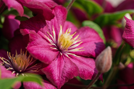Pink flower close up background. Clematis ville de lyon climbing flower. Summer floral background.の写真素材