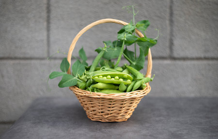 Fresh young green peas in a basket on a gray background. Harvest of organic vegetables.の写真素材