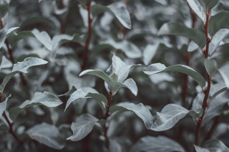 Elaeagnus commutata or wolf willow silver leaves dark background close up. Silver leaves texture.