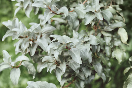 Close up of the silver leaves of elaeagnus commutata shrub. Silverberry, rabbitberry background.の写真素材