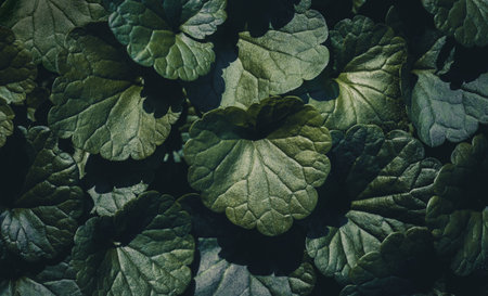 Dark green leaves texture. Ground ivy, field balm, wild snakeroot, glechoma hederacea. Natural green...