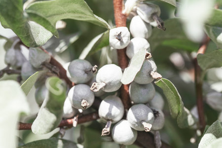 Elaeagnus commutata silver berries close up. Silverberry, rabbitberry, wolf willow ornamental shrub.