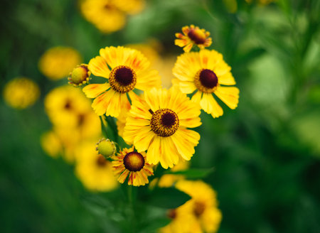 Blooming helenium closeup. Beautiful yellow flowers on a blurred green background. Floral postcard.の写真素材