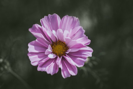 Pink terry cosmos flower on a dark green background close up. Floral background.の写真素材