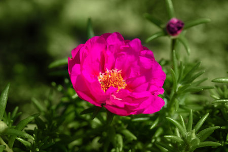Pink portulaca, purslane close up. Beautiful flower with pink petals.の写真素材