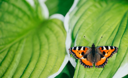 Nettle butterfly or aglais urticae sits on a green leaf background. A beautiful butterfly with orange wings. Close up macro. Summer postcard.の写真素材
