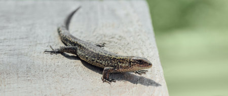 Zootoca vivipara lizard basks in the sun. Common lizard or viviparous lizard on old wooden board close up.の写真素材