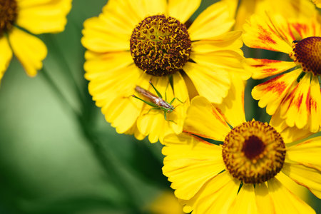 Green grasshopper on a yellow flower background. Roeseliana roeselii on helenium on a sunny day....