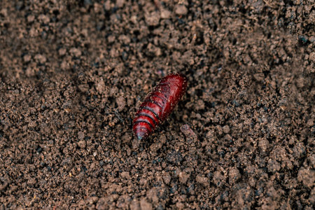 Red cocoon of a butterfly on the ground. The chrysalis of a moth close up.の写真素材