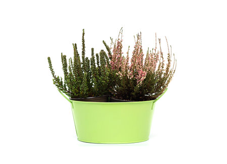 Colorful calluna in a green flowerpot isolated on white background. Green and pink heather.の写真素材