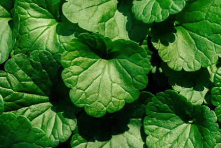 Green leaves glechoma hederacea closeup, detailed texture. Natural vibrant green leaf ground ivy background. Natural pattern.の写真素材