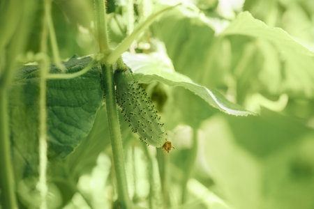 Small cucumber on a bush closeup. Growing vegetables in a greenhouse. Organic food.の写真素材