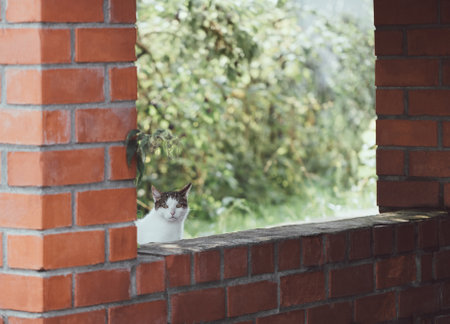 Cute white cat peeks out of the wall. The cat looks surprised. Pets in nature.の写真素材