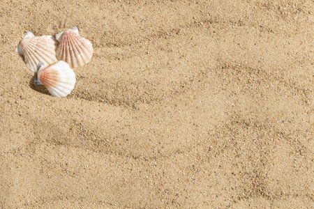 Sandy beach background with seashells. Shells on the sand with a copy space. View from above.の写真素材