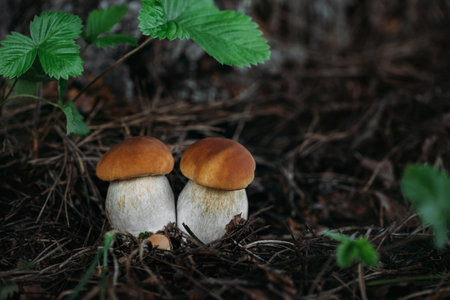Two beautiful boletus edulis on a dark background in the forest. Edible tasty mushroom penny bun, porcini, cep, porcino, king boletus macro.の写真素材