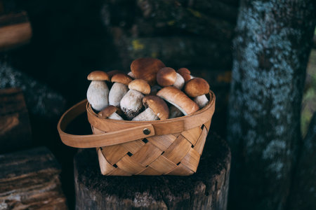 Basket with boletus on a dark background. Mushroom harvest. Boletus edulis, penny bun, ceps, porcini. Selective focus.の写真素材