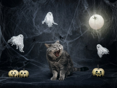 Halloween cat. Scottish angry cat growls on a dark gray background with cobwebs, pumpkin jack, ghosts and glowing moon. Halloween pets.の写真素材