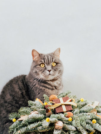 Scottish straight cat with Christmas bouquet on a gray background. New Year card with cute kitty and festive decorations. Copy space.の写真素材