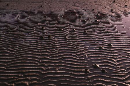 Sunset on the beach. Tinted photo in golden highlights. Sea and sandy beach with many shells in the sand. Free space for textの写真素材