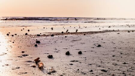 Sunset on the beach. Tinted photo in golden highlights. Sea and sandy beach with many shells in the sand. Free space for textの写真素材