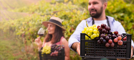 A woman and a man with a glass of red wine in the hills of Italy. Vineyards of Emilia Romagna and sun glare. Couple with grapes and wine in the harvest season. Selective focus. Banner. Copy spaceの写真素材