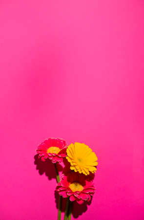Gerbera. Flowers on a pink background. Minimalism concept in pop art style, poster with free space for text. Creative background. Copy space.の写真素材