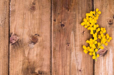 Mimosa branch on a wooden background. Image for a gift card, free space for text. Copy space.の写真素材
