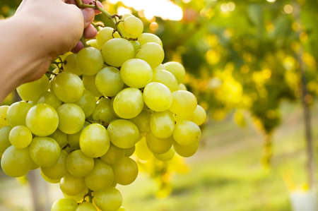 Vineyards sunset. Sunlight at sunset and vineyards with grapes in the hills of Italy. A person...