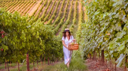 Girl with a glass of wine and vineyards. Green hills with grapes and the rays of the setting sun. Harvest season in Italy. Emotions and happy momentsの写真素材