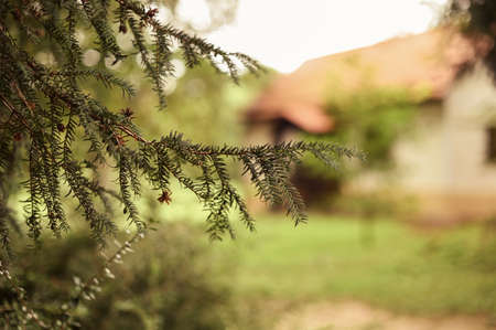 Closeup of fir needles. light blurry bokeh effect in the background. autumn trees with low depth of field. coniferous evergreen spruce trees wallpaper. green evergreen backgroundの写真素材