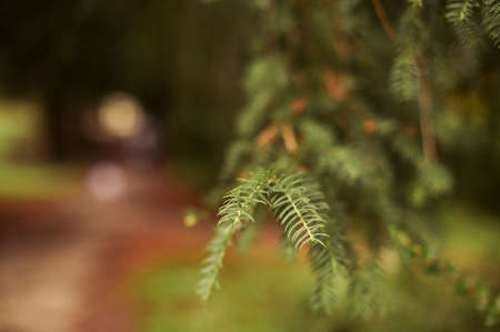 Closeup of fir needles. light blurry bokeh effect in the background. autumn trees with low depth of field. coniferous evergreen spruce trees wallpaper. green evergreen backgroundの写真素材