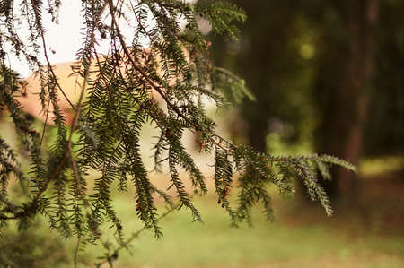 Closeup of fir needles. light blurry bokeh effect in the background. autumn trees with low depth of...