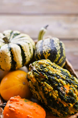 Different Thanksgiving Mini Pumpkins on a rustic wooden table. Thanksgiving concept. Autumn, Harvest...