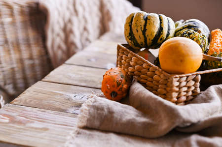 Different Thanksgiving Mini Pumpkins on a rustic wooden table. Thanksgiving concept. Autumn, Harvest wicker basket. Armchair and plaid for comfort.の写真素材