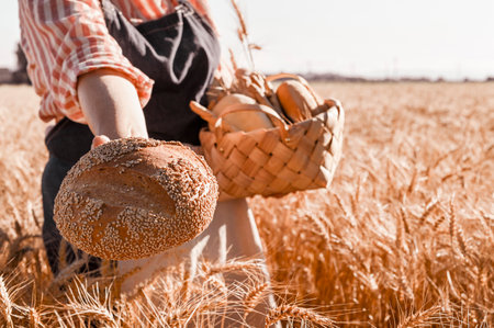 A woman holds fresh rustic bread and a basket in her hands, is in a wheat field. Golden ears of corn...