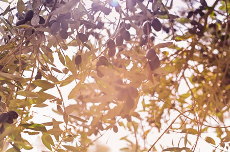 Olives on the branches in the garden. Sunlight through the leaves. Sunny Italian gardens. Selective focus in the frame. Against the background of blue sky. branches are out of focus. Copy space.の写真素材