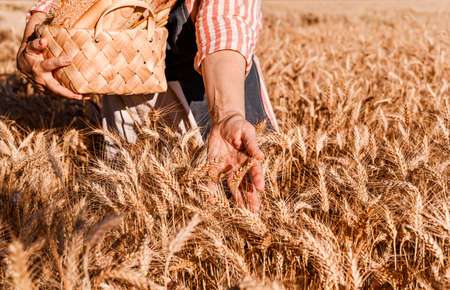 A woman holds fresh rustic bread and a basket in her hands, is in a wheat field. Golden ears of corn before harvest and a lady from the farm. Sunlight in the frame. Free space for textの写真素材