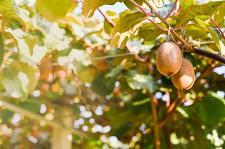 Kiwi on a kiwi tree plantation with with huge clusters of fruits. Garden with trees and organic fruits. Solar light and leaf movementの写真素材