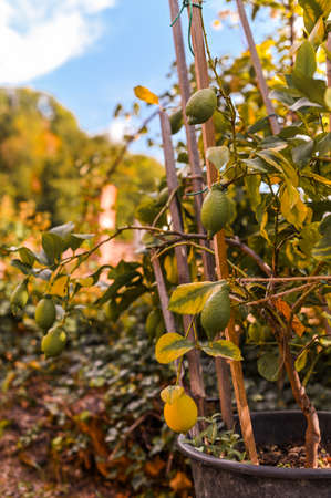 Close up of Lemons hanging from a tree in a lemon grove. A tree in the garden in the southの写真素材