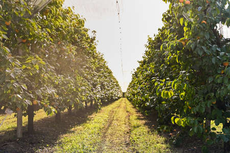 Persimmon trees with lots of persimmons. Rows of Fruit Trees. Plantation with a crop. soft focus, sun glareの写真素材
