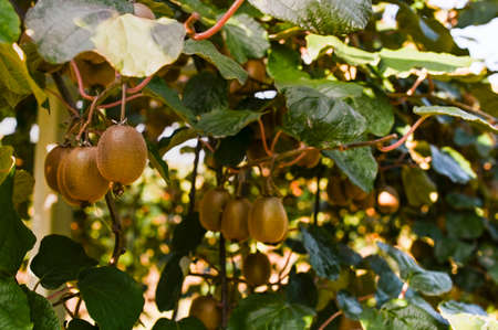 Kiwi on a kiwi tree plantation with with huge clusters of fruits. Garden with trees and organic fruits. Solar light and leaf movement. Soft focus, sun glare in the frame.の写真素材