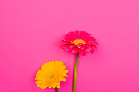 Gerbera. Flowers on a pink background. Minimalism concept in pop art style, poster with free space for text. Creative background. Copy space. Aboveの写真素材