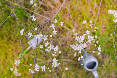 Flowering trees and watering can in the spring garden. Copy space.